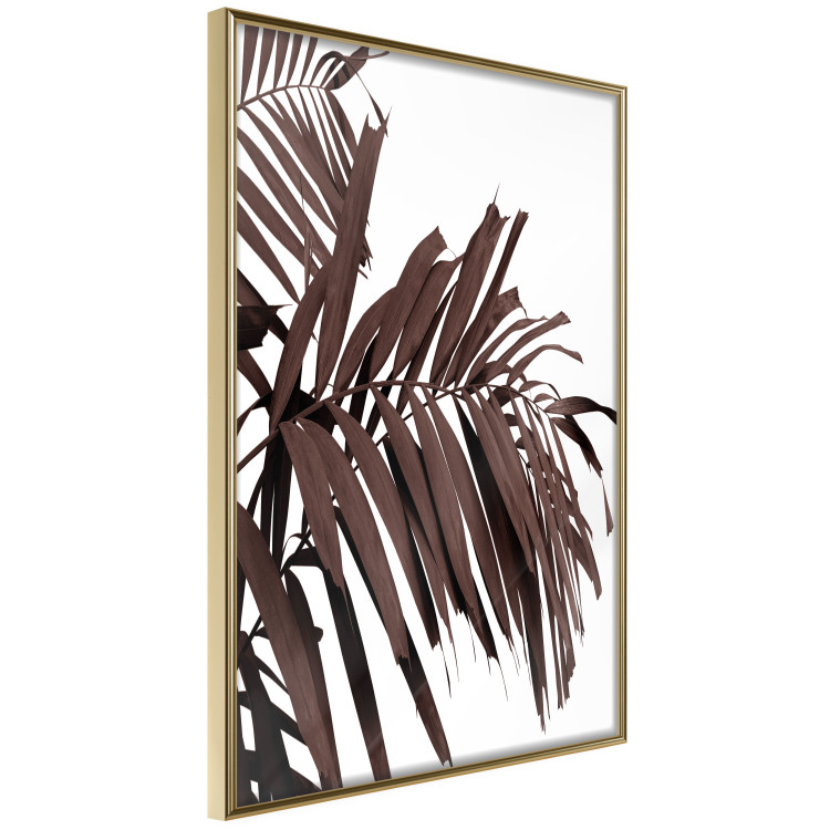 Poster Sunbathed - tropical brown palm leaves on white background 123514 additionalImage 12