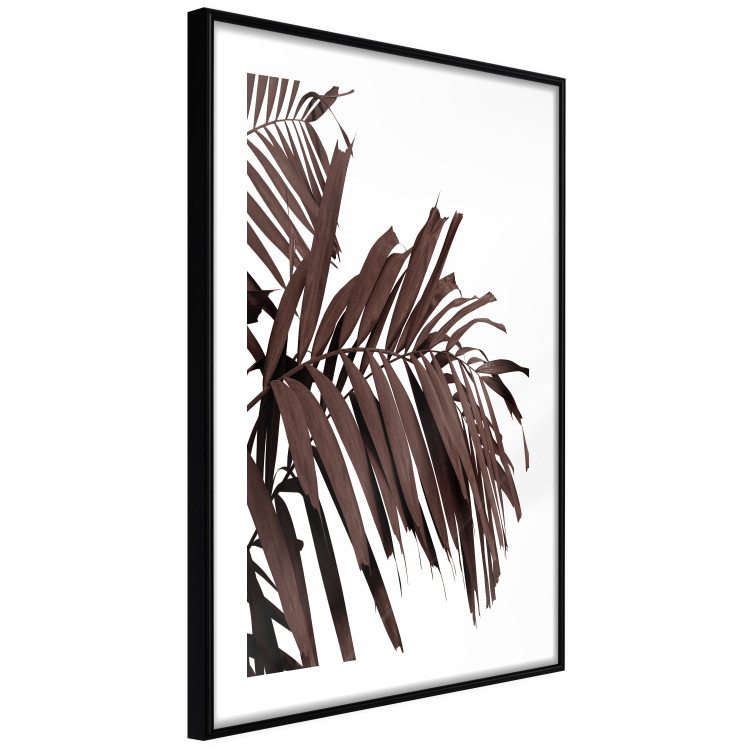 Poster Sunbathed - tropical brown palm leaves on white background 123514 additionalImage 11