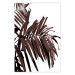 Poster Sunbathed - tropical brown palm leaves on white background 123514