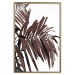 Poster Sunbathed - tropical brown palm leaves on white background 123514 additionalThumb 16