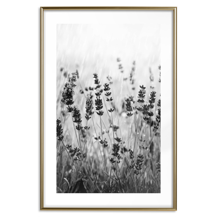 Poster Lavender in the Rain - plant flowers in a meadow in black and white motif 123814 additionalImage 14