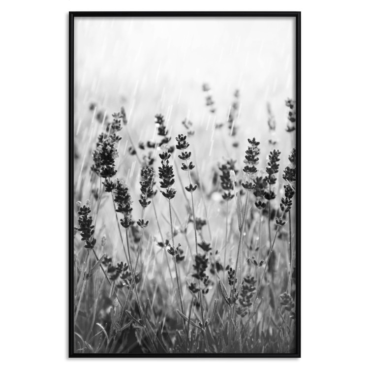 Poster Lavender in the Rain - plant flowers in a meadow in black and white motif 123814 additionalImage 18
