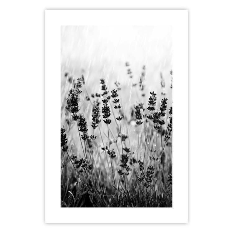 Poster Lavender in the Rain - plant flowers in a meadow in black and white motif 123814 additionalImage 19