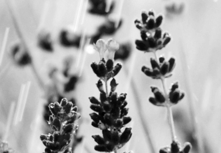 Poster Lavender in the Rain - plant flowers in a meadow in black and white motif 123814 additionalImage 9