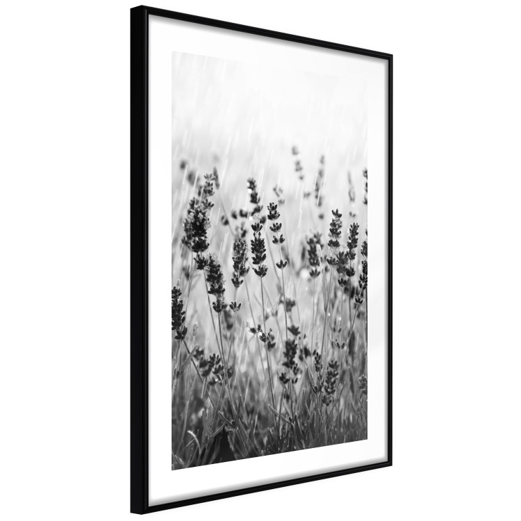 Poster Lavender in the Rain - plant flowers in a meadow in black and white motif 123814 additionalImage 11