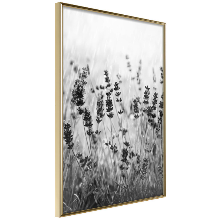 Poster Lavender in the Rain - plant flowers in a meadow in black and white motif 123814 additionalImage 12