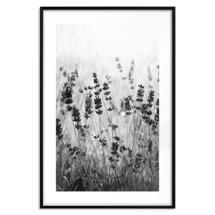 Poster Lavender in the Rain - plant flowers in a meadow in black and white motif 123814 additionalImage 15