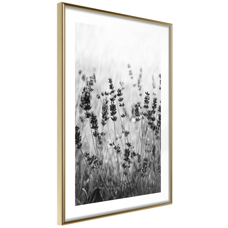 Poster Lavender in the Rain - plant flowers in a meadow in black and white motif 123814 additionalImage 6
