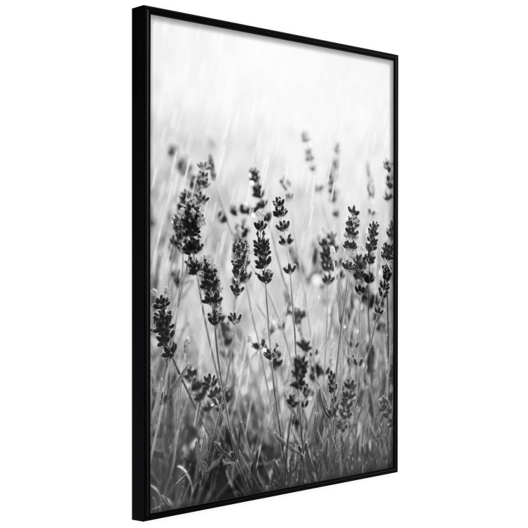 Poster Lavender in the Rain - plant flowers in a meadow in black and white motif 123814 additionalImage 10