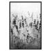 Poster Lavender in the Rain - plant flowers in a meadow in black and white motif 123814 additionalThumb 18