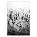 Poster Lavender in the Rain - plant flowers in a meadow in black and white motif 123814