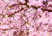 Wall Poster Cherry Orchard - landscape of green grass and trees with pink leaves 126214 additionalThumb 9