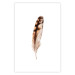 Wall Poster Magic Feather - brown bird feather on a contrasting white background 129914 additionalThumb 25