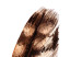 Wall Poster Magic Feather - brown bird feather on a contrasting white background 129914 additionalThumb 12