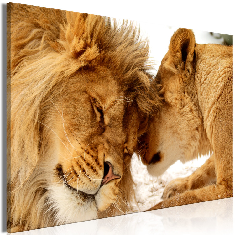 Large canvas print Lion Tenderness [Large Format] 150614 additionalImage 3