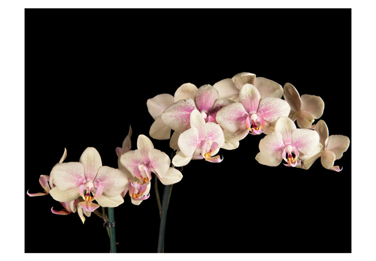 Wall Mural Blooming orchid 60214 additionalImage 1