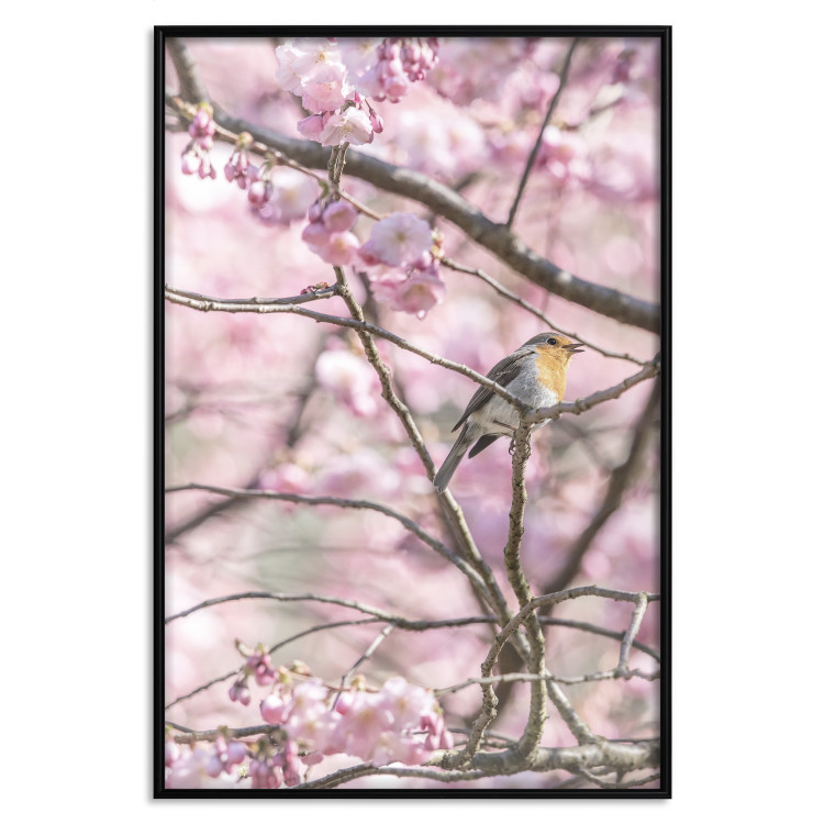 Wall Poster Robin on Tree - small bird among branches and pink apple blossoms 116724 additionalImage 19