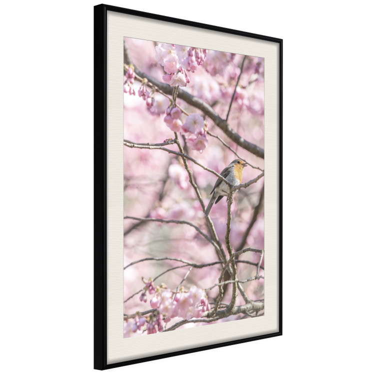 Wall Poster Robin on Tree - small bird among branches and pink apple blossoms 116724 additionalImage 3
