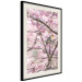 Wall Poster Robin on Tree - small bird among branches and pink apple blossoms 116724 additionalThumb 3