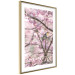 Wall Poster Robin on Tree - small bird among branches and pink apple blossoms 116724 additionalThumb 8