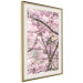 Wall Poster Robin on Tree - small bird among branches and pink apple blossoms 116724 additionalThumb 2