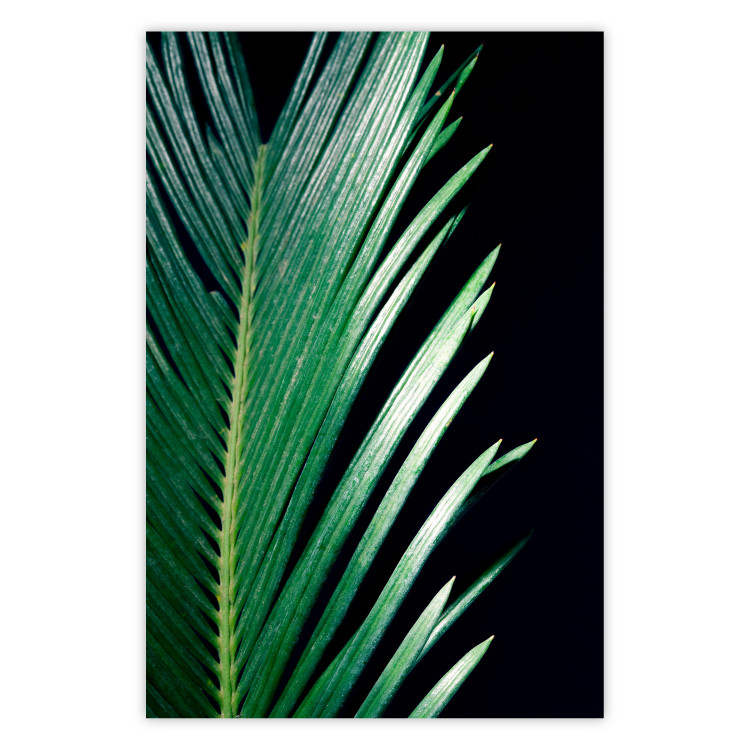 Poster Sharp Leaves - botanical composition with plants on a background of deep black 119024