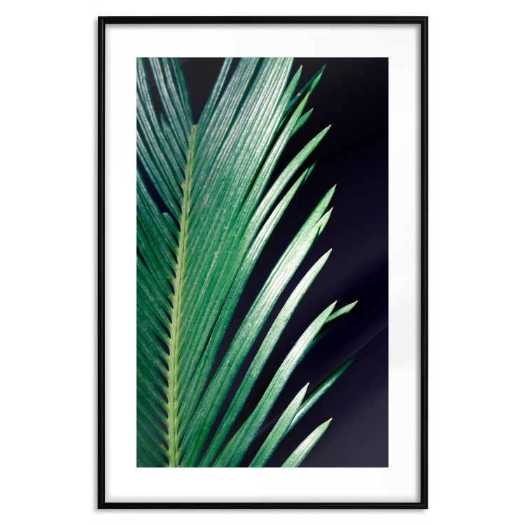 Poster Sharp Leaves - botanical composition with plants on a background of deep black 119024 additionalImage 17