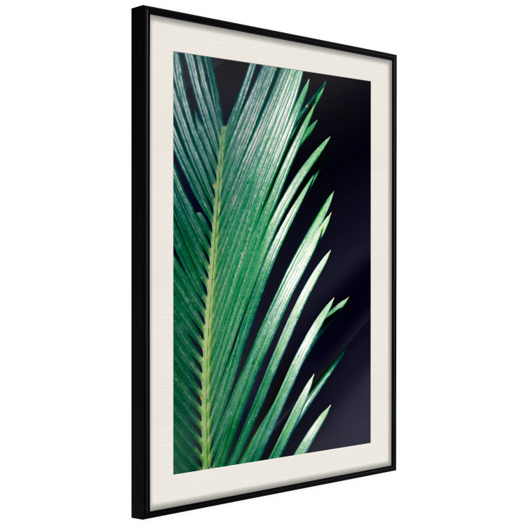 Poster Sharp Leaves - botanical composition with plants on a background of deep black 119024 additionalImage 3