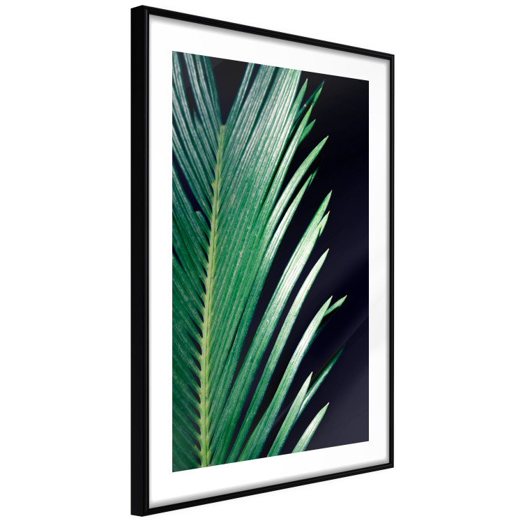 Poster Sharp Leaves - botanical composition with plants on a background of deep black 119024 additionalImage 13