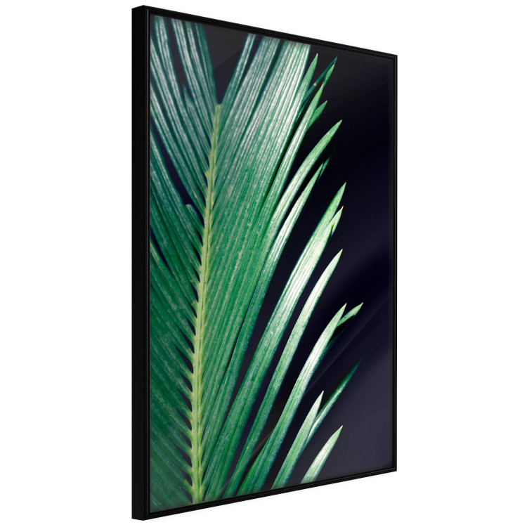 Poster Sharp Leaves - botanical composition with plants on a background of deep black 119024 additionalImage 12