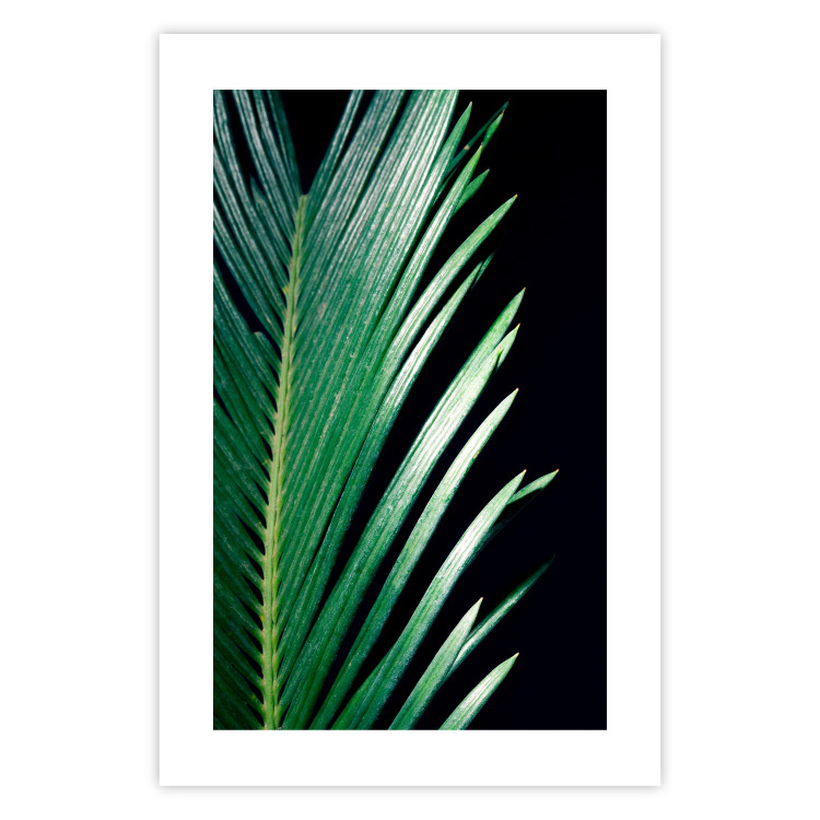 Poster Sharp Leaves - botanical composition with plants on a background of deep black 119024 additionalImage 25