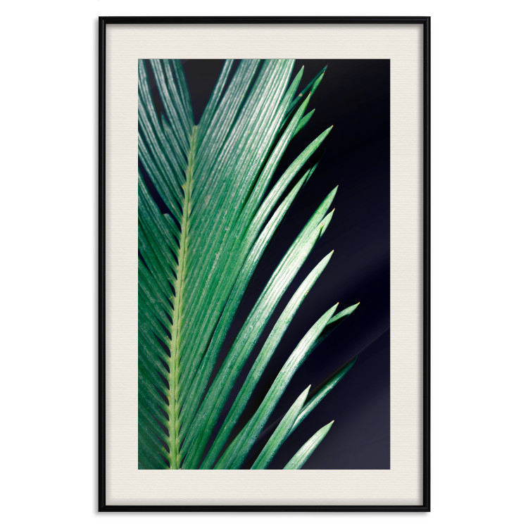 Poster Sharp Leaves - botanical composition with plants on a background of deep black 119024 additionalImage 18