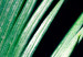 Poster Sharp Leaves - botanical composition with plants on a background of deep black 119024 additionalThumb 11