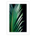 Poster Sharp Leaves - botanical composition with plants on a background of deep black 119024 additionalThumb 25