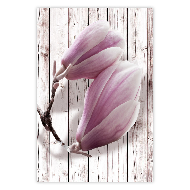 Poster Provence Magnolia - pink flowers on a background of white wooden boards 122724