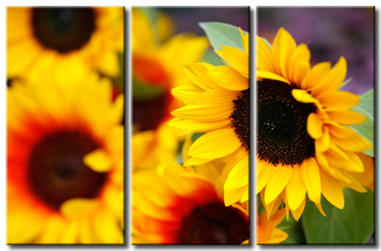 Canvas Sunflowers from my garden 50624
