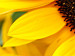 Canvas Sunflowers from my garden 50624 additionalThumb 2
