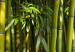 Canvas Print Bamboos 58824 additionalThumb 5