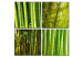 Canvas Print Bamboos 58824
