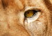 Canvas Art Print Lion King (5-part) Wide Orange - Exotic Lion 108234 additionalThumb 5