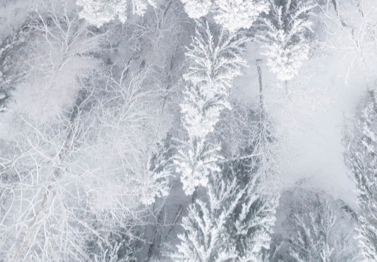 Wall Poster Tree crowns - winter landscape of snow-covered trees seen from above 115134 additionalImage 8