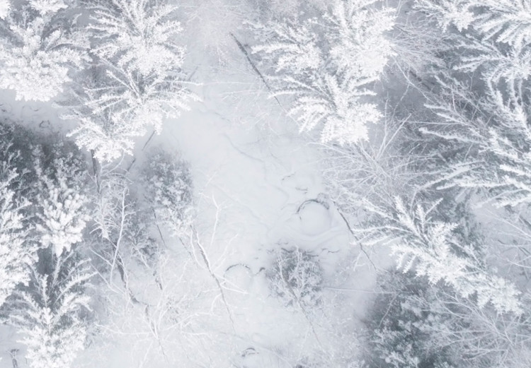 Wall Poster Tree crowns - winter landscape of snow-covered trees seen from above 115134 additionalImage 9
