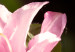 Canvas Natural Pink (1 Part) vertical 120434 additionalThumb 4
