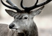 Large canvas print Lonely Deer II [Large Format] 125534 additionalThumb 5