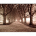 Photo Wallpaper Park Avenue - Landscape of a Tree-lined Road in Sepia Tones 60434 additionalThumb 5