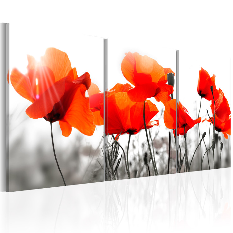 Canvas Print Meadow Full of Poppies (3-part) - Romantic Flowers in Nature's Grayscale 95934 additionalImage 2