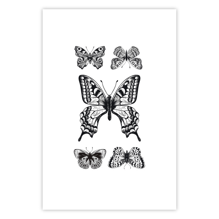 Wall Poster Five Butterflies - black and white composition with winged daytime insects 116944