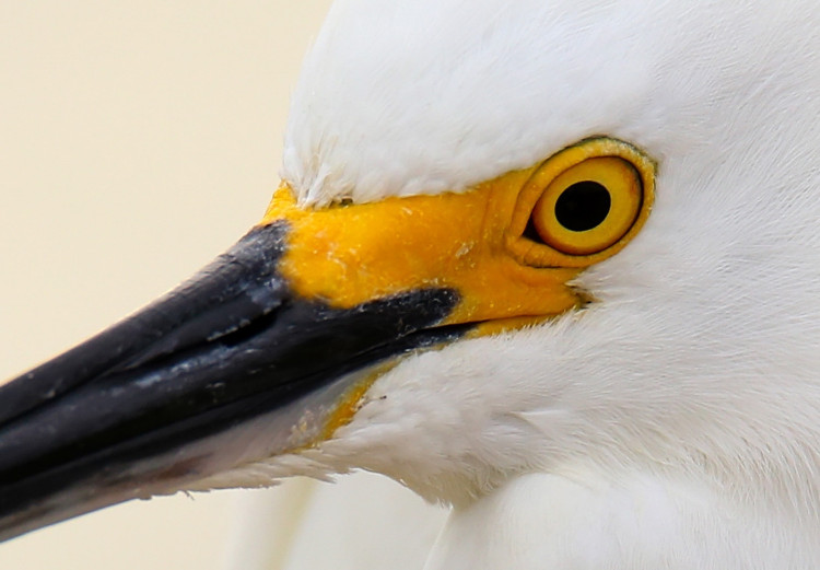 Wall Poster Snowy Egret - bird with a black beak and yellow face on a light background 129844 additionalImage 10