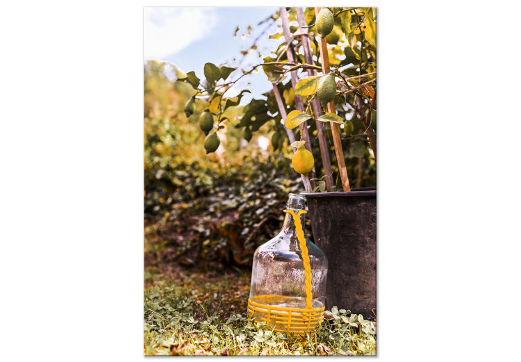 Canvas Print Lemon orchard - photo of an Italian garden with a lemon tree 135844