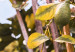 Canvas Print Lemon orchard - photo of an Italian garden with a lemon tree 135844 additionalThumb 4